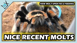 Nice Tarantula Recent MOLT Updates【Tarantula Molts \u0026 Updates】