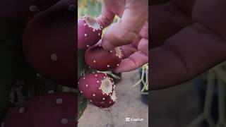 What inside this cactus fruit #fruitcutting #natural #nature