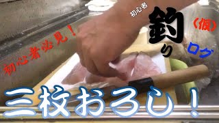 初心者釣りログ(仮)「よっちゃんいかで釣り上げた尺アイナメを三枚おろし！」