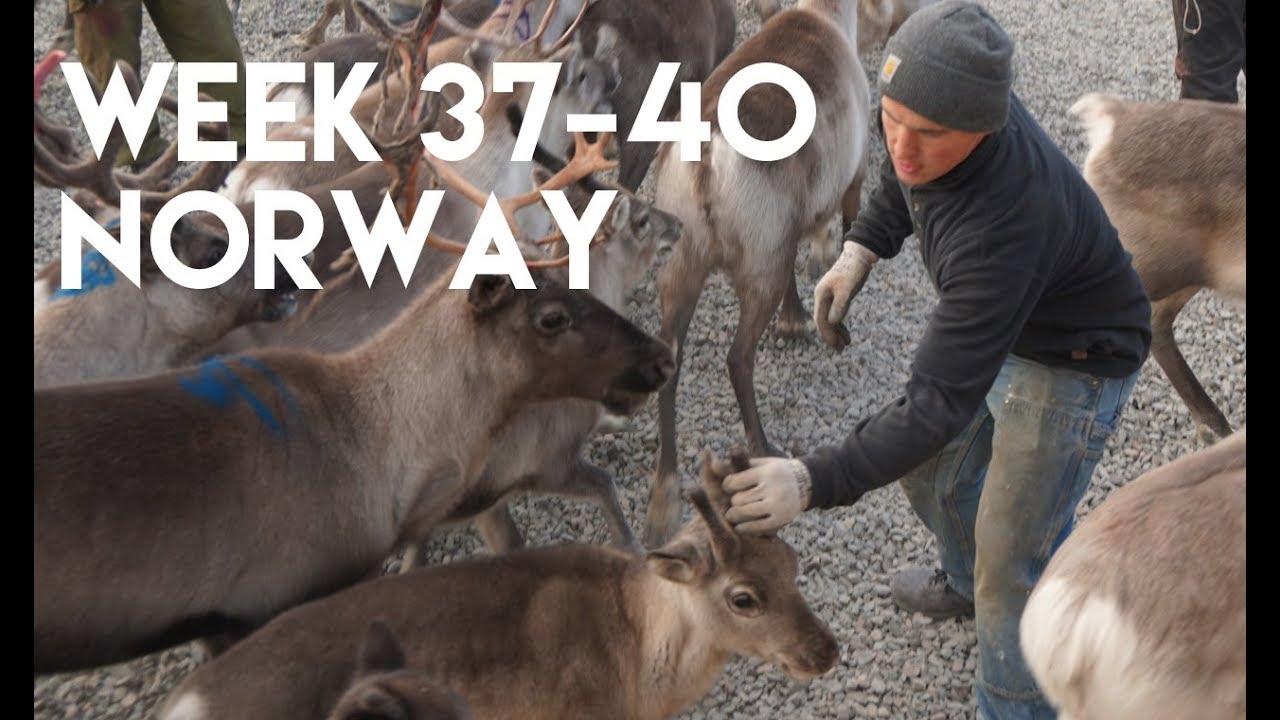 Volunteering With Sami Reindeer Herders In The Arctic Circle Norway