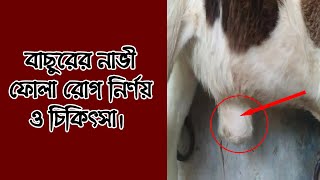 বাছুরের  নাভী ফোলা রোগ নির্ণয় ও চিকিৎসা Diagnosis and treatment of umbilical cord swelling in calves