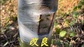 【老林赶野】很多網友問老林上次改良的樹怎麼樣了，今天帶大家看看