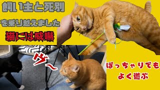 飼い主と死別を乗り越えた茶トラ猫のメス　猫は苦手でも人にはおしゃべり甘える（保護猫カフェ猫の惑星にゃーくる）京橋駅　Lett tabby cat bereft of owner