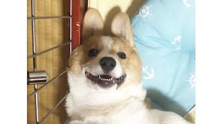 新種の「うさコーギー」です【子犬】【コーギー】