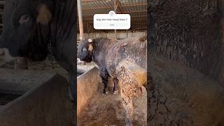 19 aylık angus melezi #farm #shortvideo #animals #farmanimals #cow #calf#bull#angus #animal