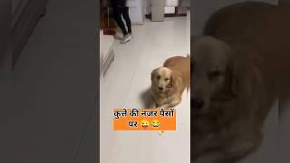 पैसा छिपा देता हु 😂 #dog #funny #doglover #goldenretriever #comedy #money #jokes #lol #petowner #fun