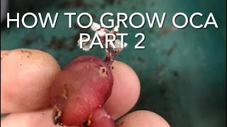 How To Grow Oca In Containers Part 2, How To Grow New Zealand Yam