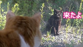 猫のにらめっこ「野良猫の黒猫ちゃんと家猫のオイオイ」