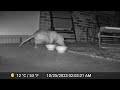 opossum october 25 2023 2 03 am