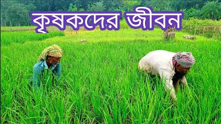 কৃষকের জীবনের না বলা কষ্ট প্রতিদিনের লড়াই / কৃষকের জীবন / বাংলাদেশ কৃষি / কৃষকের কষ্ট / কৃষি জীবন