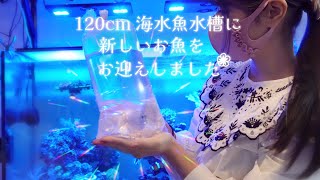 久しぶりにお魚をお迎えしました❀120㎝海水魚水槽 アクアリウム Marine aquarium.