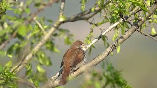 Kamışbülbülü /Cetti`s Warbler / Cettia cetti