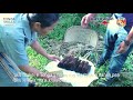 Tonga Skills Training Video - Vanilla Cultivation