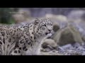 two snow leopards arrive at uk s chester zoo for the first time