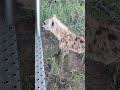 Inquisitive hyena cubs chewing a safari vehicle.         #africa #safari #hyena #curious