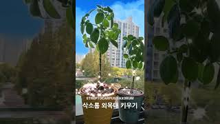 삽목 6개월 된 삭소롬 외목대만들기