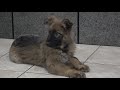 Kraftwerk K9 German Shepherd Down-stay at 4 months old!