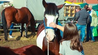 So bunt war der Ponymarkt in Hunteburg am Samstag