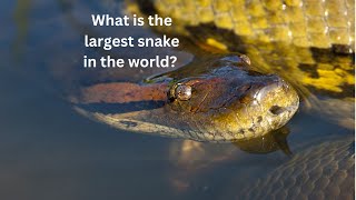 What Snakes are the Largest in the World? #snakes #viral_facts #viral_facts  #factsaboutanimals