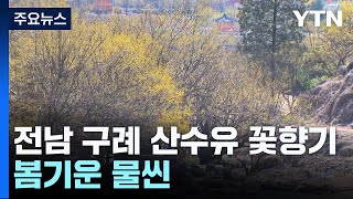 노란 산수유 꽃향기 가득한 구례...봄기운 물씬 / YTN