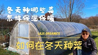 如何在冬天种菜，冬天我种了哪些菜，怎样保温保暖 | How to grow vegetables and keep them warm in winter