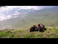 duck animal wild life animal planet discovery video 2021 new video channel जानुयार video