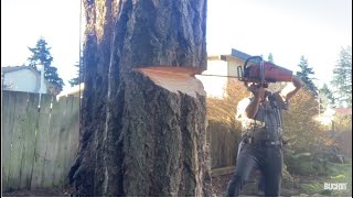 Felling and Bucking trees Vintage Homelite and Pioneer