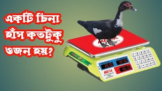 একটি চিনা হাঁস সর্বোচ্চ কতটুকু ওজন হয়,7 কেজি ওজনের চিনা হাঁস || china has palon || muscovy duck