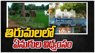 తిరుమలలో ఏనుగుల విధ్వంసం | Elephants Roaming In Tirumala | 10TV