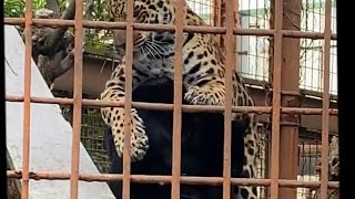 ママに甘える琥珀君❤️1歳誕生日おめでとう【とべ動物園ジャガー】