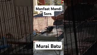 manfaat Mandi sore umumnya dilakukan untuk menjaga kestabilan mental murai batu. #muraibatuindonesia