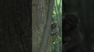 Monkeys at the National Park of Zhangjiajie#shorts  Monkey videos