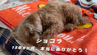 犬のうた 〜ありがとう〜 大好きなショコラへ