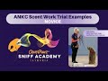 CleverPawz ANKC Scent Work Video Novice