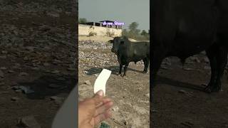 खुंखार नंदी #cow #ytshorts #gaumata #youtubeshorts #trendingshorts #nandi #shorts #bail #bull #cows