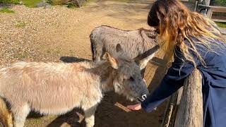 Girl and Wild Donkey/Male and female donkey meeting/नर और नर गधे का मिलन| दो गधों का मिलन/