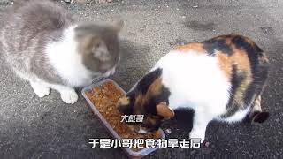 流浪猫纠结有多护食、就连怀孕的猫妈妈它也不让、嘴不用太碎#萌宠 #关爱流浪猫 #猫咪