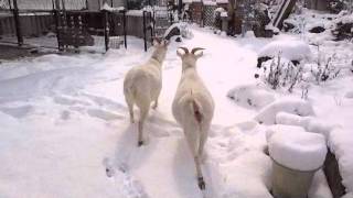 雪の朝～ヤギコがビックリ！！！