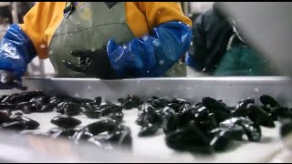 PEI Mussels: A Sustainable Story - Preparing for Market