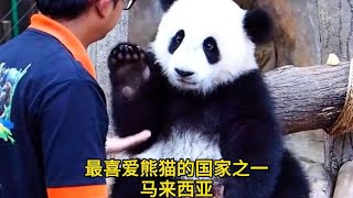 最喜爱熊猫的国家马来西亚，以为是出国打工，没想到是出国当祖宗