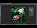 ps 路径模糊2步幻影荷花 photoshop ps教程 photography 摄影后期教程