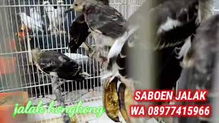 Harga Jalak Hongkong anakan