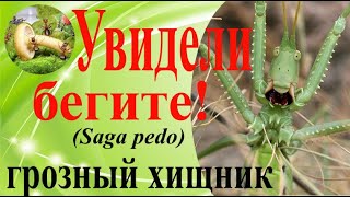 Дыбка степная (Saga Pedo), содержание и разведение.