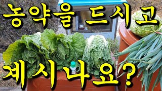 20년 노하우 김치사장이 알려주는 김장 할 때 절대 하지 말아야 할 행동!! 농약을 드시고 계시는 거 아니시죠?