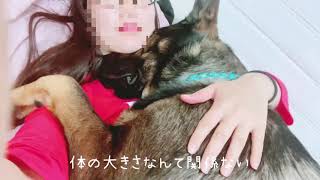 甘えん坊シェパードがコチラ♡