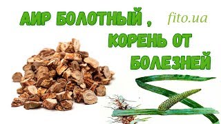 Корень от 1000 болезней! Аир болотный как использовать?