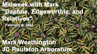 Midweek with Mark - Daphne, Edgeworthia, and Relatives