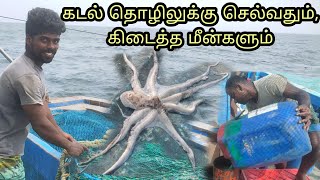 கடல் தொழிலுக்கு செல்வதும், கிடைத்த மீன்களும்