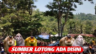 ‼️MELIHAT KERAMAIAN SUMBER LOTONG⁉️DI TENGAH HUTAN