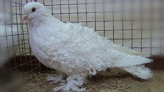 White Frillback Pigeon ( Frisé )